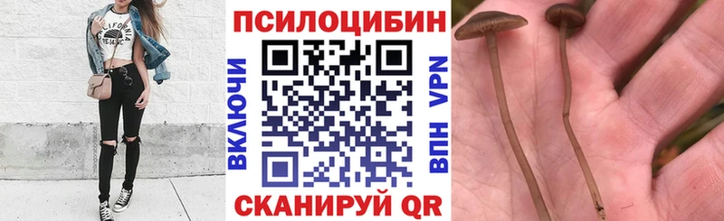 darknet какой сайт Анжеро-Судженск Галлюциногенные грибы Cubensis